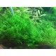 Taxiphyllum alternans Taiwan 1-2 Grow Tropica