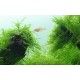 Taxiphyllum barbieri Java moss 1-2 Grow Tropica