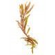 Ammania (Nesaea) pedicellata Gold [koszyk]