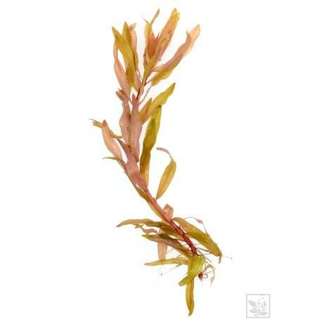 Ammania (Nesaea) pedicellata Gold [koszyk]