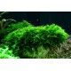 Vesicularia montagnei Christmas 1-2 Grow Tropica