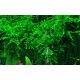 Vesicularia ferriei Weeping moss 1-2 Grow Tropica