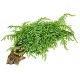 Vesicularia ferriei Weeping moss 1-2 Grow Tropica