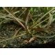 Hygrophila lancea Araguaia 1-2 Grow Tropica