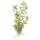 Rotala rotundifolia Green 1-2 Grow Tropica