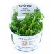 Rotala rotundifolia Green 1-2 Grow Tropica