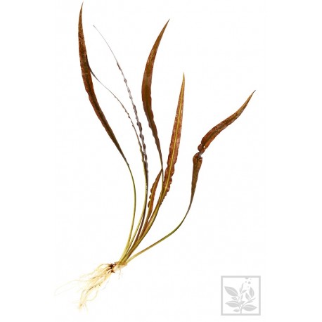 Ammania (Nesaea) pedicellata Gold [sadzonka]