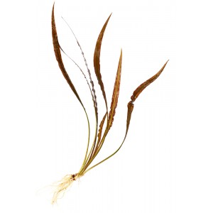 Ammania (Nesaea) pedicellata Gold [sadzonka]