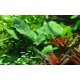 Anubias barteri caladiifolia koszyk Tropica