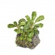 Bucephalandra pygmaea Bukit Kelam 1-2 Grow Tropica