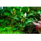 Bucephalandra pygmaea Bukit Kelam 1-2 Grow Tropica