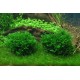 Monosolenium tenerum (Pelia) 1-2 Grow Tropica