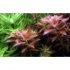 Proserpinaca palustris Cuba 1-2 Grow Tropica