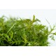Proserpinaca palustris Cuba 1-2 Grow Tropica