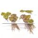 Phyllanthus fluitans 1-2 Grow Tropica