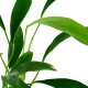 Anubias barteri angustifolia koszyk Tropica
