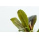 Echinodorus Reni 1-2 Grow Tropica