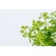 Hottonia palustris 1-2 Grow Tropica