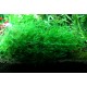 Flat moss - Drepanocladus sp.