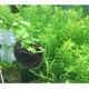 Szklana doniczka dla roślin Chihiros