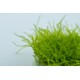 Leptodictyum riparium 1-2 Grow Tropica