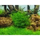 Leptodictyum riparium 1-2 Grow Tropica