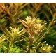 Rotala rotundifolia koszyk Tropica