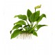 Anubias barteri nana 1-2 Grow Tropica