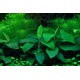 Anubias barteri nana 1-2 Grow Tropica