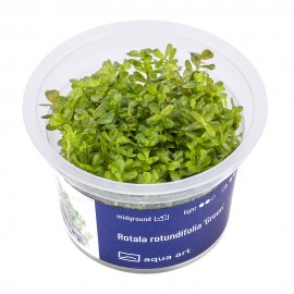 Rotala rotundifolia Green Aqua Art