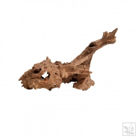 Jagged Wood (M) Korzeń 15-25 cm Progrow