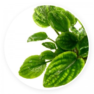 Lagenandra meeboldii green [sadzonka]