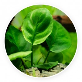Anubias nana Coin Leaf [sadzonka]