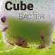 Cube Bacter 4 szt Qual Drop
