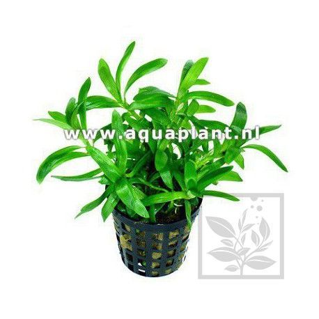 Heteranthera zosterifolia [koszyk]