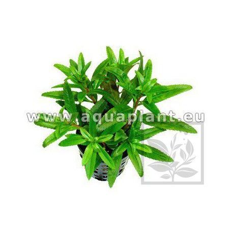 Proserpinaca palustris [koszyk]