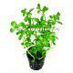 Ammania gracilis green [koszyk]