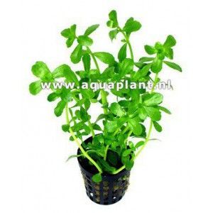 Ammania gracilis green [koszyk]