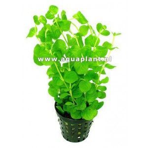 Rotala rotundifolia 'green' [koszyk]