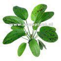 Echinodorus ozelot green [koszyk]