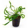 Rotala rotundifolia 'green' [koszyk]