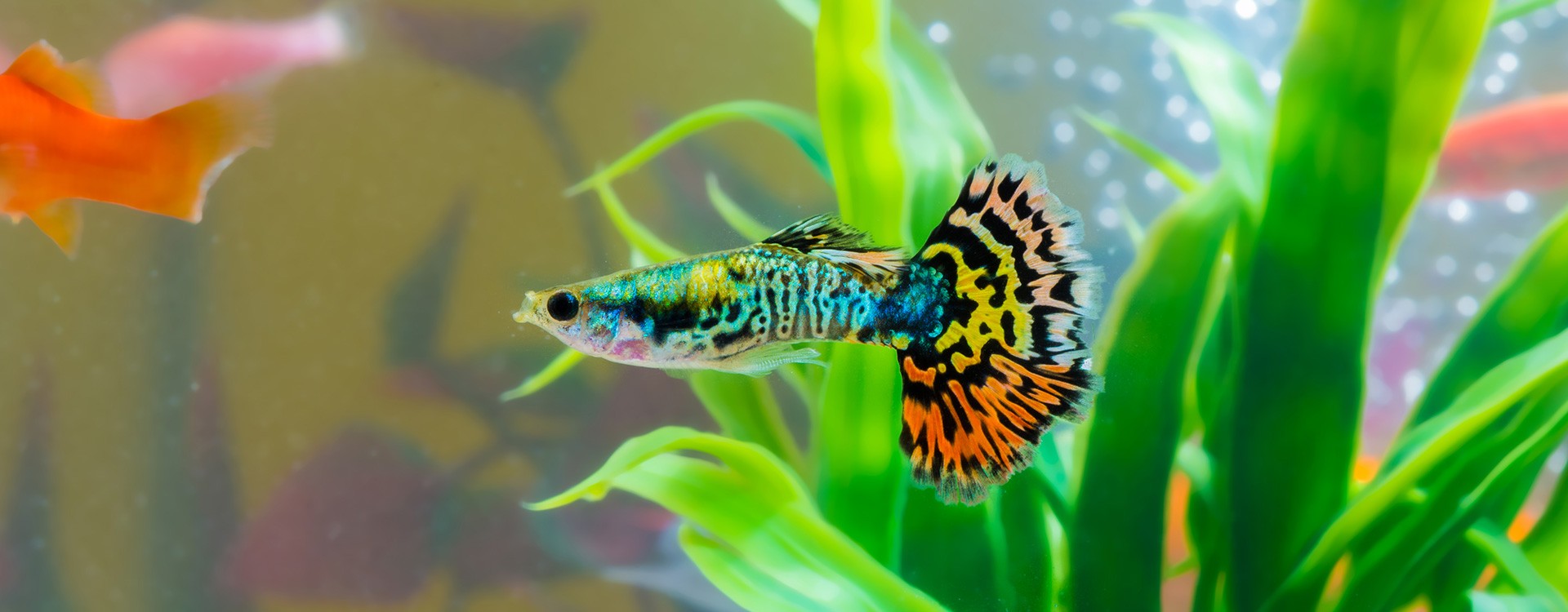 Gupik Pawie Oczko - jak zadbać o tę piękną rybę i zapewnić jej najlepsze warunki w Twoim akwarium?