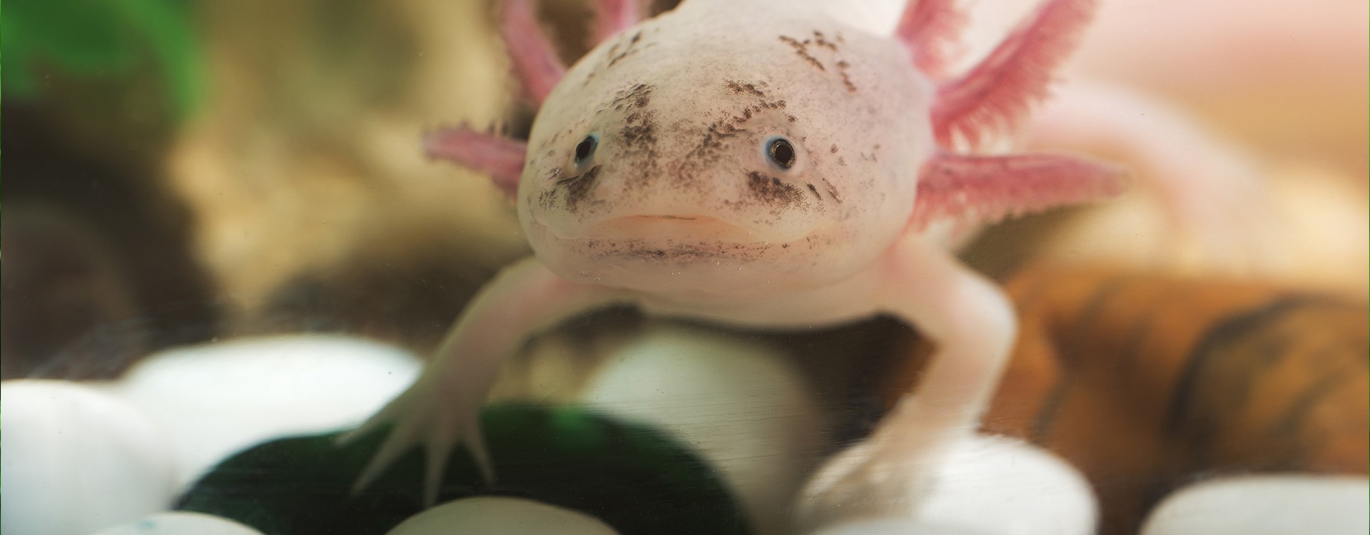 Aksolotl – ryba czy salamandra? Jak urządzić akwarium dla aksolotla?