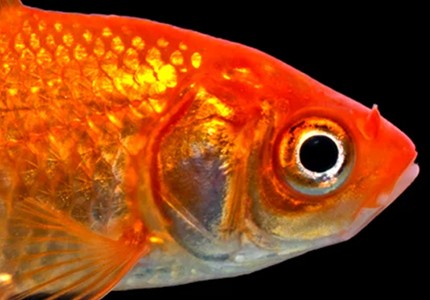 Jak dbać o welonki (złote rybki)? Poradnik dla akwarystów | Plantagarden