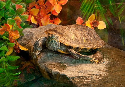 Jak zrobić wyspę dla żółwia - poradnik dla opiekunów
